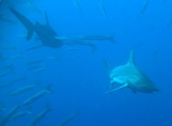 Blacktip sharks chasing barracuda at Shark Reef, Ras Moha... by Nikki Van Veelen 